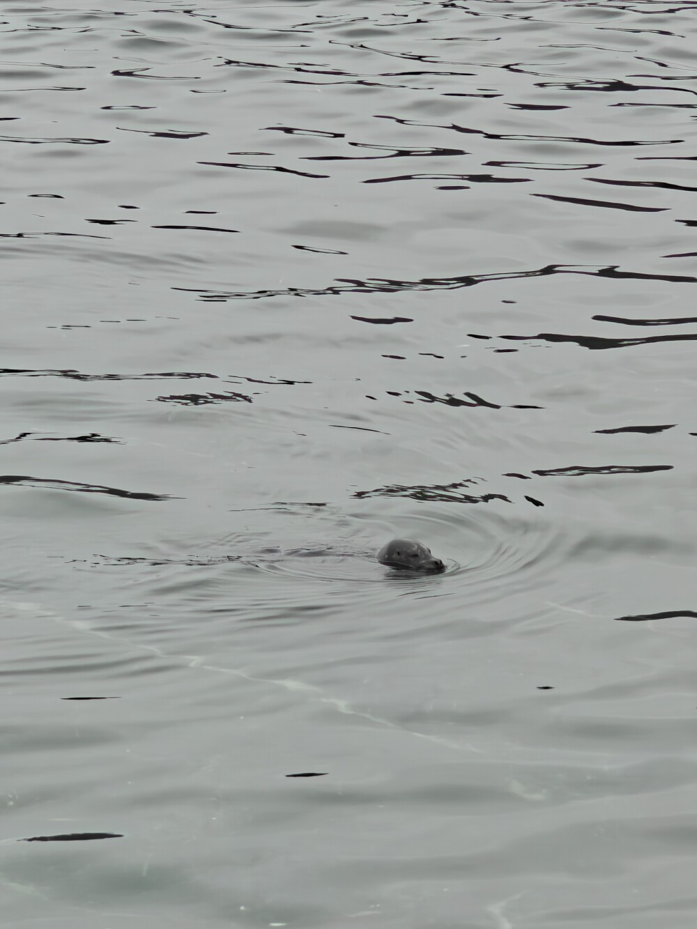 Seals, the dogs of the sea