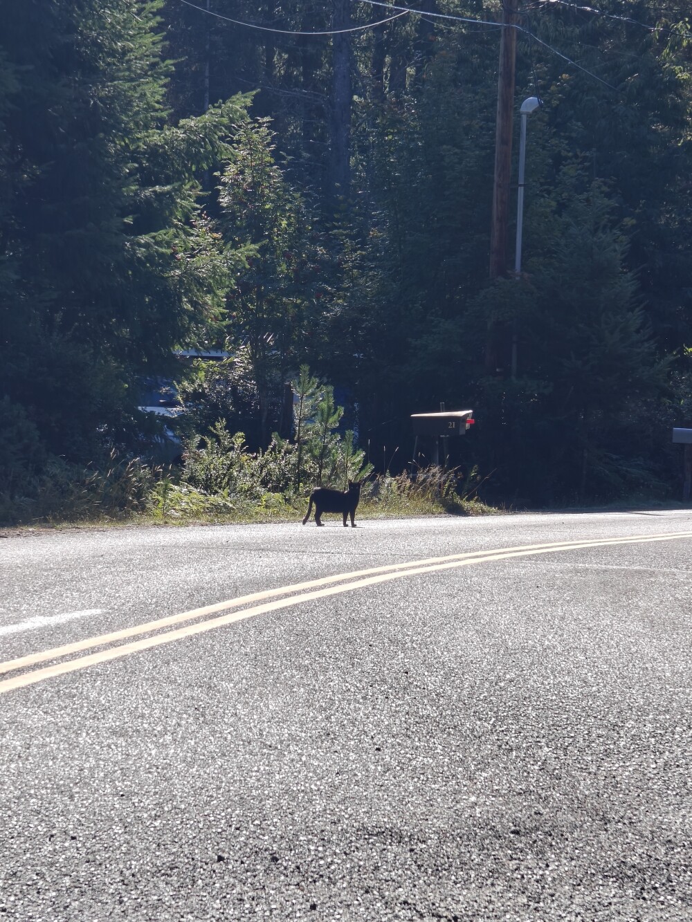 Typically roads today, plus cat.