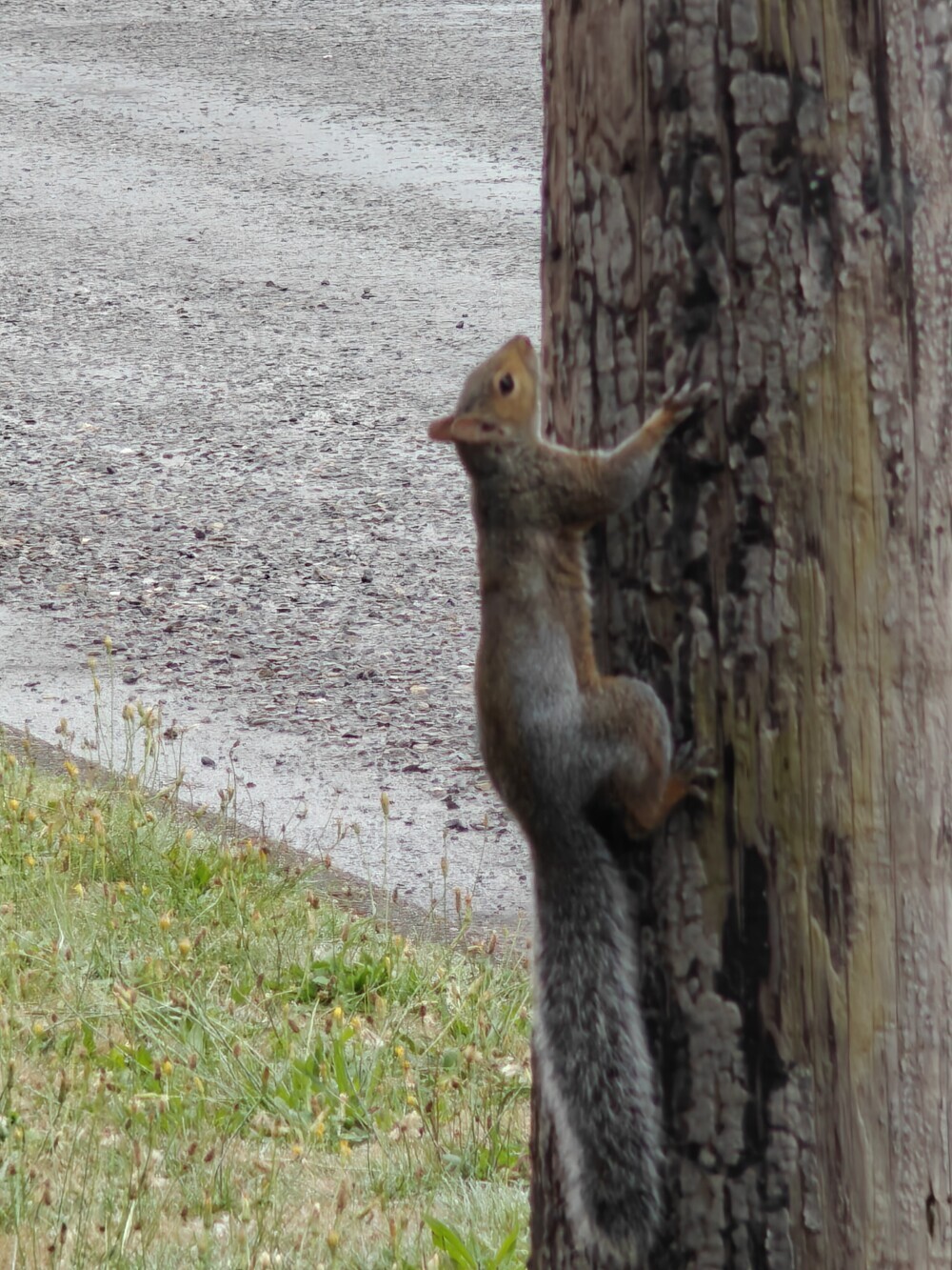 Squirrel near camp