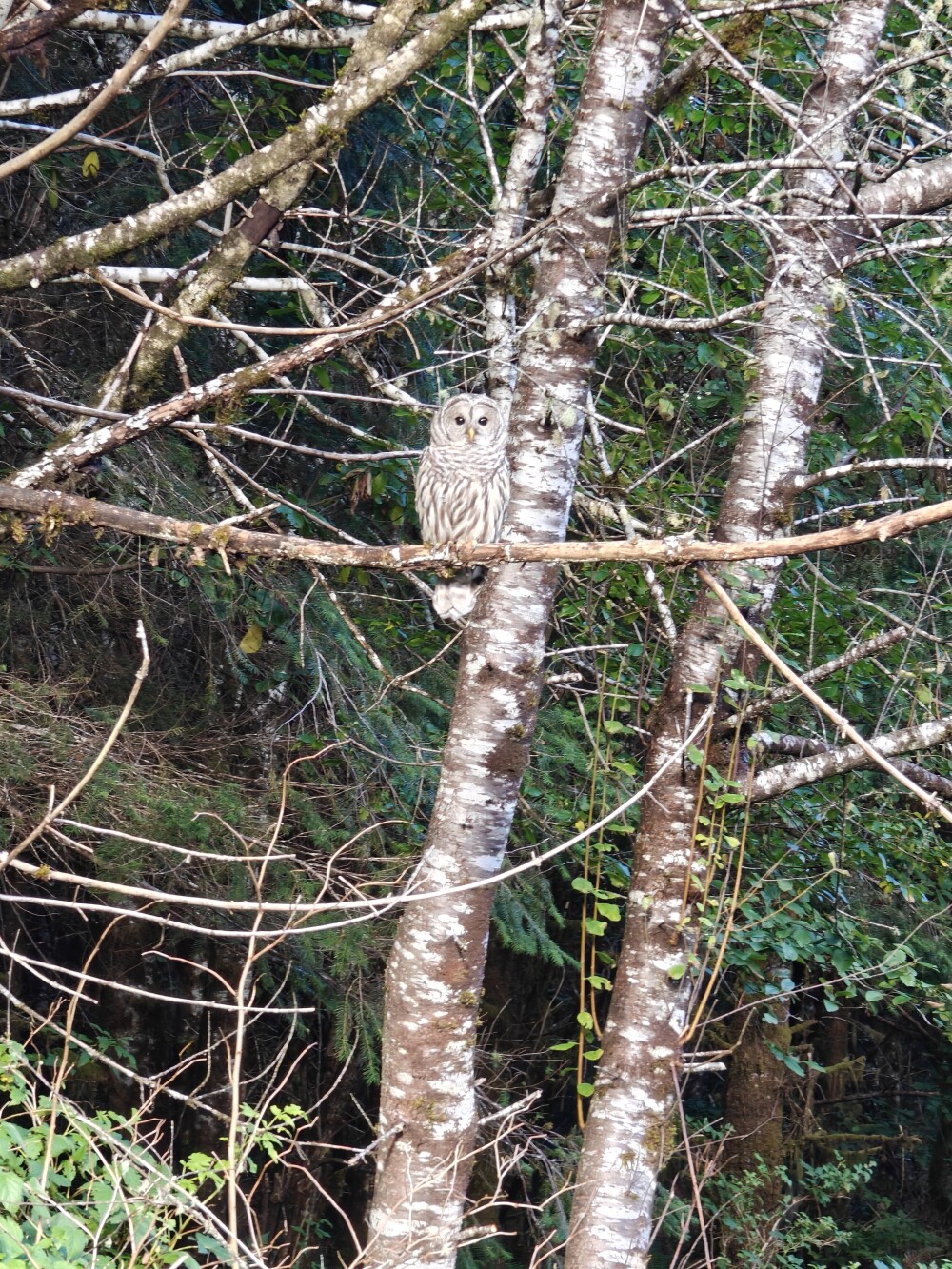 Owl!