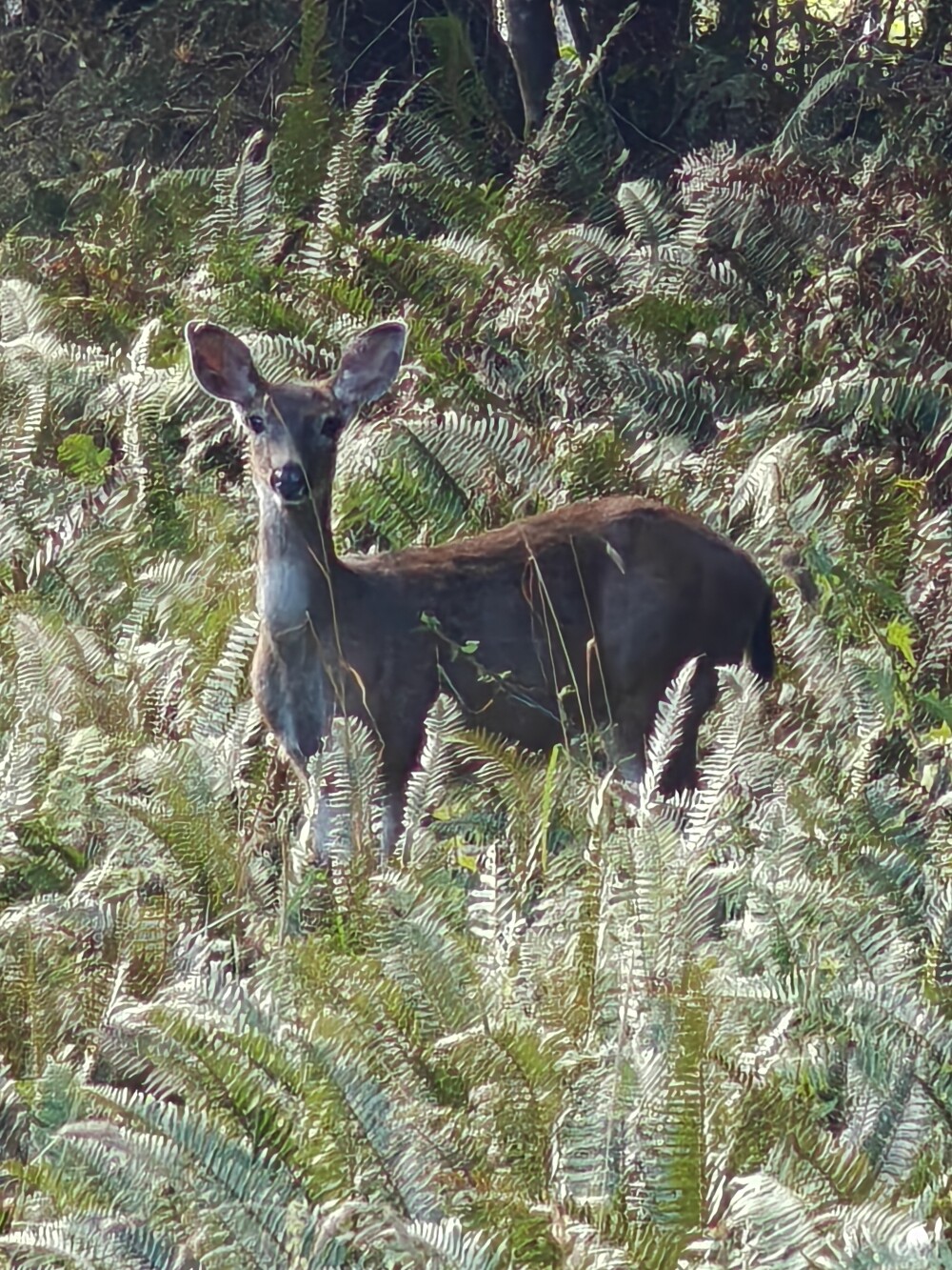 Deer! He was so tame